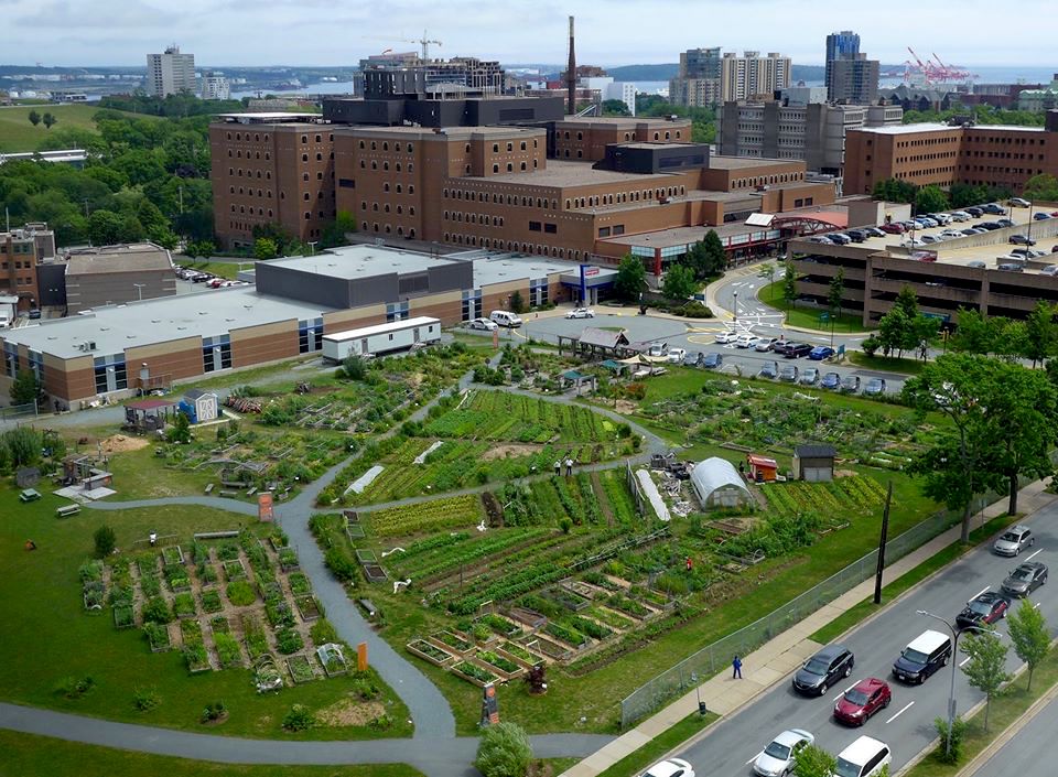 Common Roots original site at Bell and Robie from the top floor of the Atlantica; A big community farm in early summer