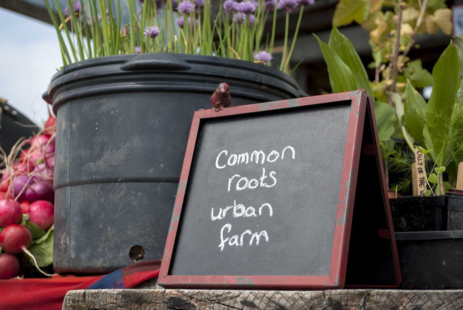 Things needed - Common Roots Urban Farm