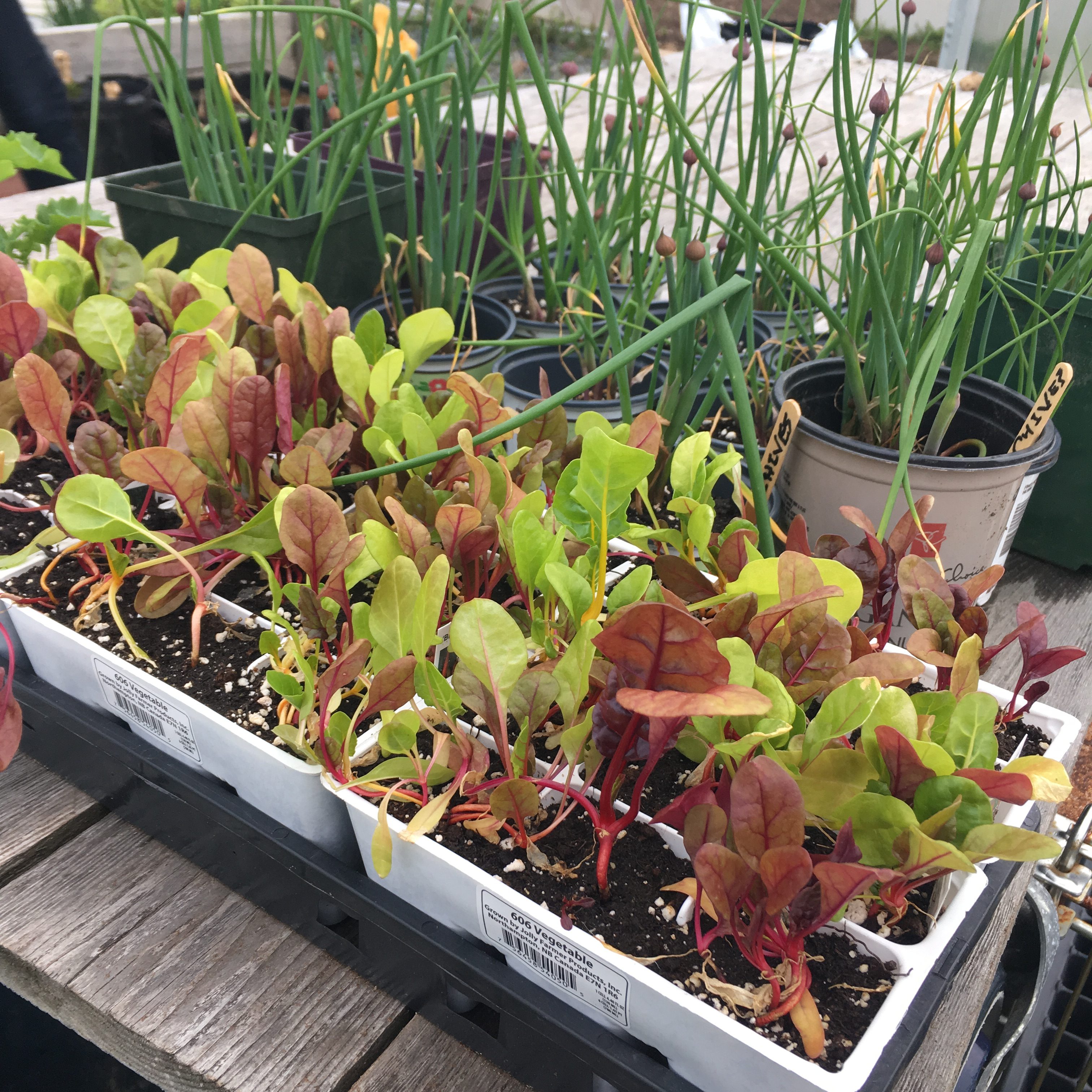 Seedlings for Sale! Common Roots Urban Farm