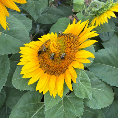 Pay-It-Forward Plot (Sponsor a Gardener)